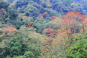 Isidro: Venezuela - San Isidro Tropical Forest with Bucare