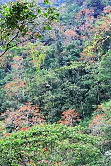 Isidro: Venezuela - San Isidro Tropical Forest with Bucare