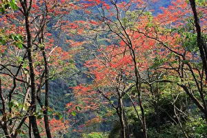 Isidro: Venezuela - San Isidro Tropical Forest with Bucare