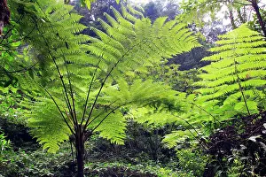 Isidro: Venezuela - San Isidro Tropical Forest with tree ferns