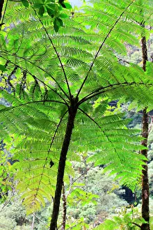 Isidro: Venezuela - San Isidro Tropical Forest with trees fern