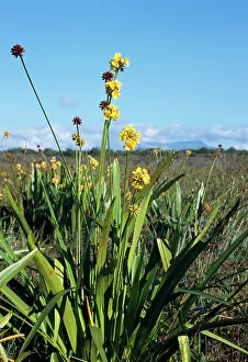 Pampa: Venezuela - Stegolepis guianensis - endemic