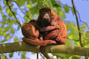 Hatchlings: Venezuelan red howler (Alouatta seniculus)