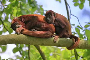 Hatchlings: Venezuelan red howler (Alouatta seniculus)