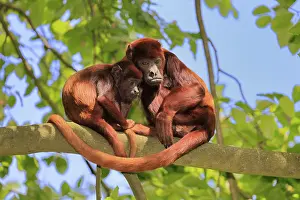 Hatchlings: Venezuelan red howler (Alouatta seniculus)