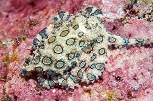 Hunt: Venomous large blue-ringed octopus (Hapalochlaena