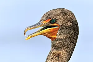 Ventilating: Ventilating Neotropic cormorant (Phalacrocorax brasilianus)