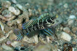 Besar: Ventral-Barred Shrimpgoby with erect fins on black
