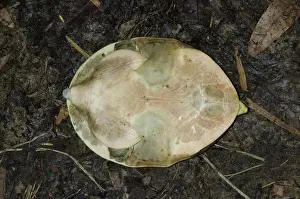 Senegal: Ventral face Senegal Flapshell Turtle on ground