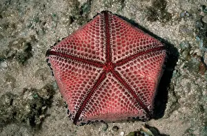 Starfishes: Ventral view of Cushion Star showing pentameric pattern