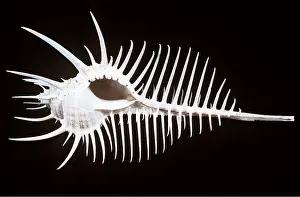 Comb: Venus Comb Murex Shell