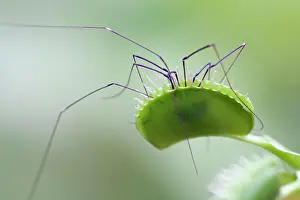 Venus: Venus fly trap