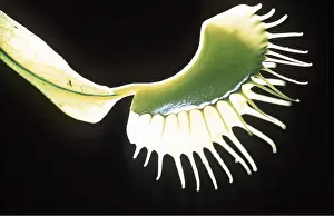 Venus: VENUS FLY TRAP