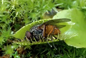 Venus: Venus Fly Trap - with caught fly