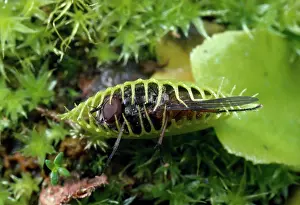 Venus: VENUS FLY TRAP - with caught fly