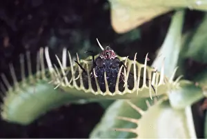 Kill: VENUS FLY TRAP - with caught fly