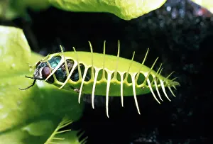 Kill: VENUS FLY TRAP - closed over caught fly