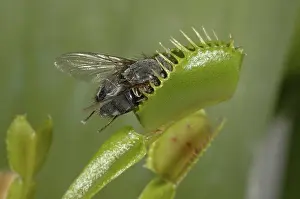 Trapped: Venus Fly Trap with fly