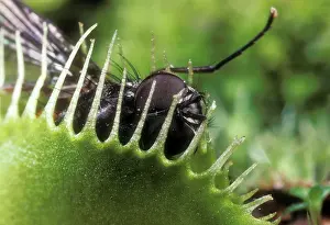 Venus: Venus Fly Trap - Fly Caught in Venus Fly Trap