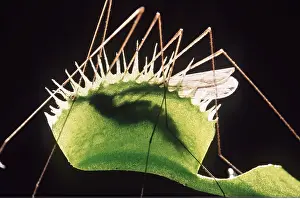 Trapped: VENUS FLY TRAP & INSECT