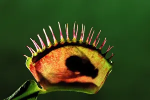 Death: Venus Fly Trap plant - with fly inside