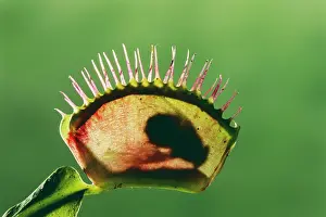 Venus: Venus Flytrap - WITH FLY