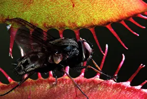 Venus: Venus Flytrap - fly caught in the trap of this