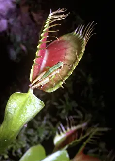 Venus: Venus Flytrap with grasshopper