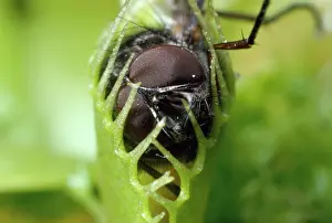 Venus: Venus Flytrap - having caught a Fly