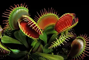 Venus: Venus Flytrap - with traps wide open
