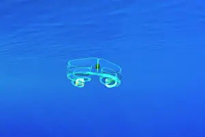 Jelly: Venus Girdle Comb Jelly, Cestum veneris. Also known