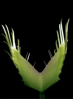 Showing: Venus Tly Trap - Showing trigger hairs