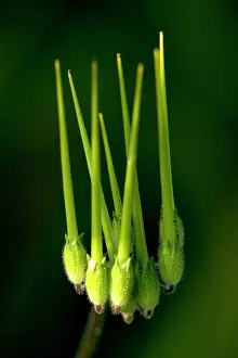 Pecten: Venus's Comb