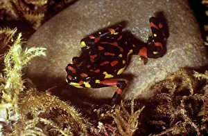 Atelopus: Veragoa Stubfoot Toad - on stone, Also known as