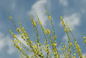 Verbascum: Verbascum