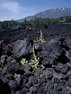 Etna: Verbascum
