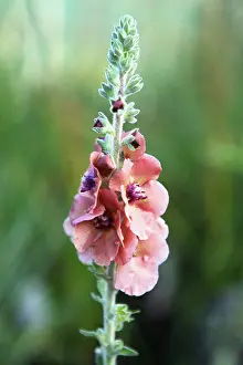 Mullein: Verbascum