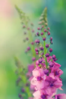 Supple: Verbascum