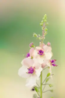 Mullein: Verbascum