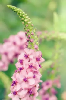 Supple: Verbascum