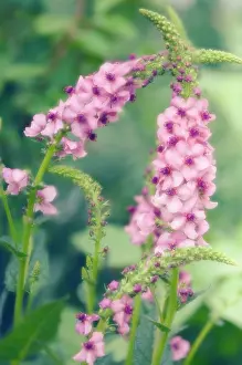 Supple: Verbascum