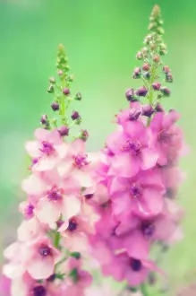 Mullein: Verbascum
