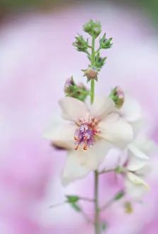Mullein: Verbascum