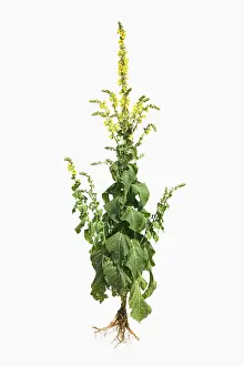 Mullein: Verbascum