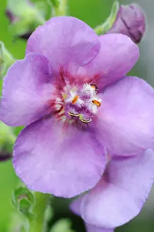 Mullein: Verbascum