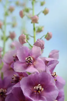 Mullein: Verbascum