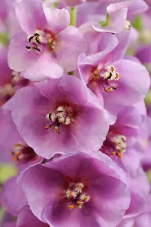 Mullein: Verbascum