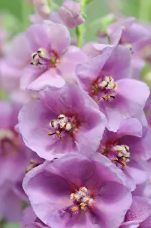 Mullein: Verbascum