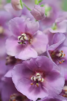 Mullein: Verbascum