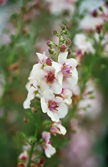 Mullein: Verbascum